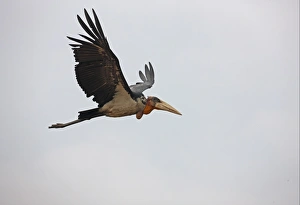 Greater Adjutant (Leptoptilos dubius) adult, in flight, Guwahati, Assam, India, january