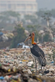 Greater Adjutant (Leptoptilos dubius) adult, scavenging on rubbish dump, Guwahati, Assam, India, january