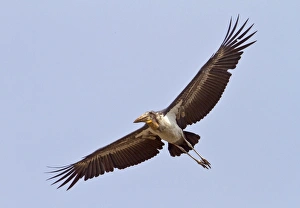 Greater Adjutant (Leptoptilos dubius) adult, in flight, Guwahati, Assam, India, February