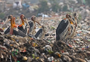 Polluted Prints: Greater Adjutant (Leptoptilos dubius) adults