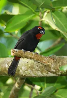 Greater Antillean Bullfinch (Loxigilla violacea ruficollis) adult male, feeding on fruit, perched on branch