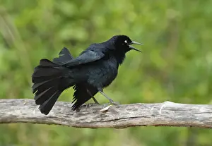 Greater Antillean Grackle (Quiscalus niger gundlachii) adult male, displaying on wooden railing, Zapata Peninsula