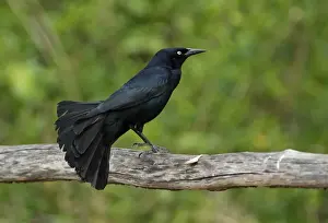Greater Antillean Grackle (Quiscalus niger gundlachii) adult male, perched on wooden railing, Zapata Peninsula
