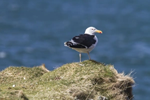 Gulls Prints: Greater Black backed Gull