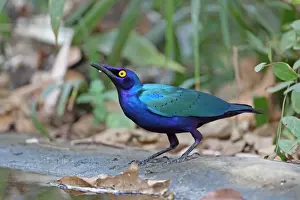 Greater Blue-eared Glossy-starling (Lamprotornis chalybaeus) adult, drinking at pool, Gambia, january