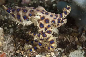 Mollusc Prints: Greater Blue-ringed Octopus (Hapalochlaena lunulata) adult