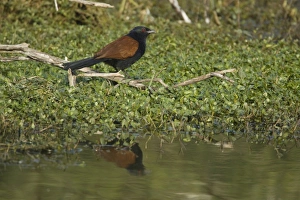 Keoladeo Ghana Prints: Greater Coucal (Centropus sinensis) adult