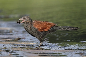 Greater Coucal (Centropus sinensis) adult, feeding on aquatic snail, walking in shallow water, Hong Kong, China