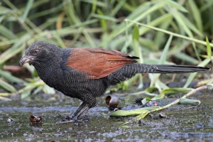 Greater Coucal (Centropus sinensis) adult, feeding on aquatic snail, standing on mud, Hong Kong, China, October