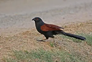 Dirt Prints: Greater Coucal (Centropus sinensis intermedius) adult