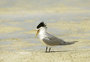 Terns Prints: Greater Crested Tern (Thalasseus bergii) adult