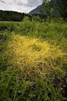 Greater Dodder (Cuscuta europaea) stems parasitic on nettles, Slovenia, june