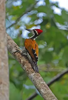 Wood Pecker Prints: Greater Flameback (Chrysocolaptes lucidus guttacristatus) adult male