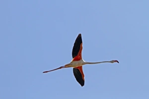 Donana Prints: Greater Flamingo flying, Coto Donana, Spain