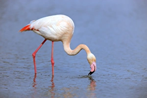 Greater Flamingo (Phoenicopterus roseus) adult, feeding in shallow water, Saintes Marie de la Mer, Camargue, Bouches du Rhone, France