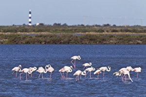 Greater Flamingo (Phoenicopterus roseus) adults, flock in shallow water of wetland habitat, Camargue, Bouches-du-Rhone