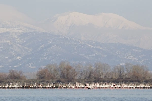 Winters Prints: Greater Flamingo (Phoenicopterus roseus) flock