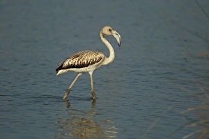 Algarve Prints: Greater Flamingo (Phoenicopterus roseus) immature