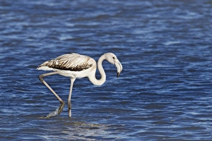 Greater Flamingo (Phoenicopterus roseus) juvenile, walking in water, Camargue, Bouches-du-Rhone