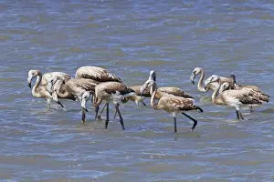 Greater Flamingo (Phoenicopterus roseus) juveniles, creche walking in water, Camargue, Bouches-du-Rhone