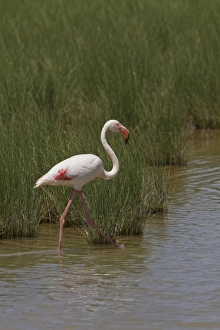 Donana Prints: Greater Flamingo wading in marsh land, Coto Donana, Spain