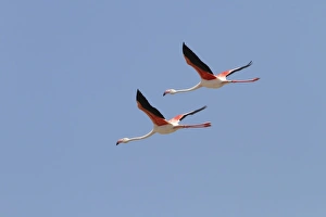 Donana Prints: Two Greater Flamingos flying, Coto Donana, Spain
