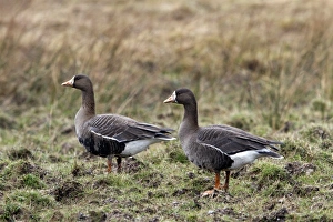 Greater or Greenland White fronted Geese on Islay