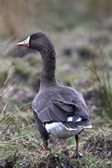 Greater or Greenland White fronted Goose on Islay