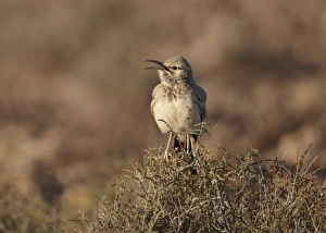 Larks Prints: Greater Hoopoe-lark (Alaemon alaudipes) adult