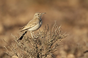 Greater Hoopoe-lark (Alaemon alaudipes) adult, perched on bush, Boulmane Dades, Morocco, february