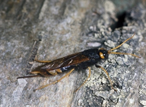 Wasp Prints: Greater Horntail or wood wasp- Sirex gigas