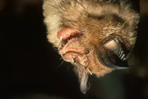 Teeth Prints: Greater Horseshoe Bat (Rhinolophus ferrumequinum) adult