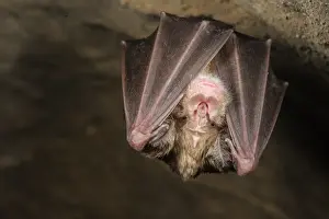Greater Horseshoe Bat (Rhinolophus ferrumequinum) adult, hibernating in cave, Grotta dell Orso, Ormea, Cuneo Province