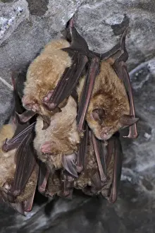 Greater Horseshoe Bat (Rhinolophus ferrumequinum) adults, group sleeping, roosting in cave, Italy, spring