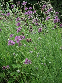 Greater knapweed, Centaurea scabiosa, flowering plants on chalk downland