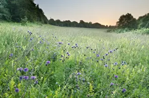Downlands Prints: Greater Knapweed (Centaurea scabiosa) and Common Meadow-rue (Thalictrum flavum) flowering