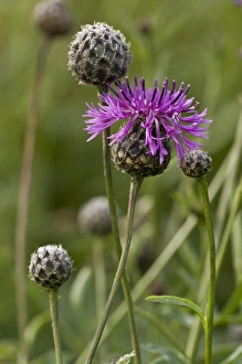 Greater Knapweed (Centaurea scabiosa) flowering, Berry Head N. N. R. Torbay, Devon, England, July