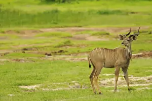 Greater Kudu (Tragelaphus strepsiceros) adult male, standing in habitat, Ruaha N. P. Tanzania