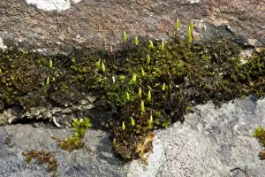 Mosses Prints: Greater Matted Thread-moss (Bryum capillare) with fruiting capsules