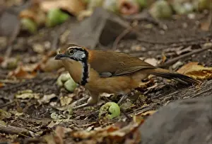 Greater Necklaced Laughingthrush (Garrulax pectoralis subfusus) adult, feeding on fruit on forest floor, Kaeng Krachan N. P. Thailand, january