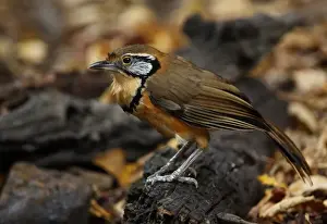 Greater Necklaced Laughingthrush (Garrulax pectoralis subfusus) adult, wet after bathing, standing on rotting log, Kaeng Krachan N. P. Thailand, january