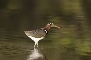 Greater Painted-snipe (Rostratula benghalensis) adult female, walking in shallow water, in mangrove swamp, Gambia