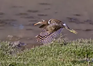 Rajasthan Prints: Greater Painted-snipe (Rostratula benghalensis) adult female