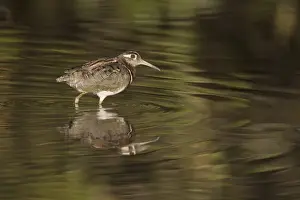 Greater Painted-snipe (Rostratula benghalensis) adult male, walking in shallow water with reflection