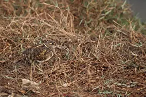 Greater Painted-snipe (Rostratula benghalensis) adult male, standing amongst vegetation, Keoladeo Ghana N. P. (Bharatpur), Rajasthan, India, november