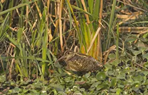 Greater Painted-snipe (Rostratula benghalensis) adult male, standing in wetland, India, february