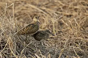 South China Sea Prints: Greater Painted-snipe (Rostratula benghalensis) adult male and juvenile