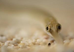 Gravel Prints: Greater Pipefish (Syngnathus acus) adult