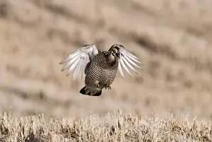 Greater Prairie-chicken (Tympanuchus cupido) adult male, displaying on lekking ground, Sandhills, Nebraska, U. S. A. april