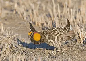 Greater Prairie-chicken (Tympanuchus cupido) adult male, displaying on lekking ground, Sandhills, Nebraska, U. S. A. april